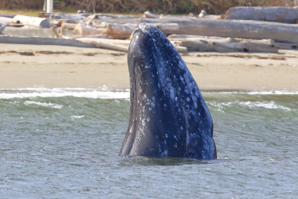 2022 Gray Whale Season Set To Begin | Puget Sound Express