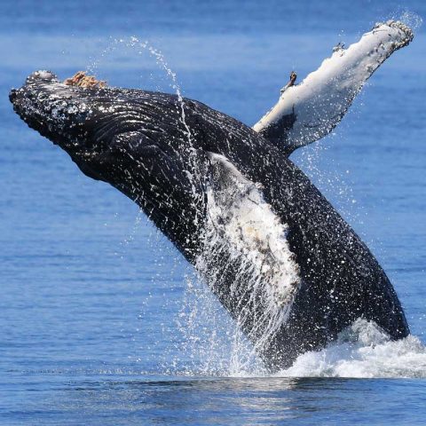 Seattle (Edmonds) Whale Watching Tours | Puget Sound Express