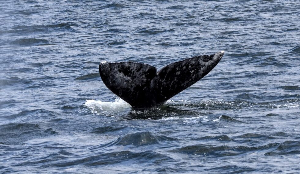 2023 Gray Whale Season Featured 15 Sounders | Puget Sound Express