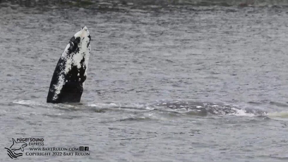 Amazing Video of Gray Whale Feeding in Shallow Puget Sound Waters