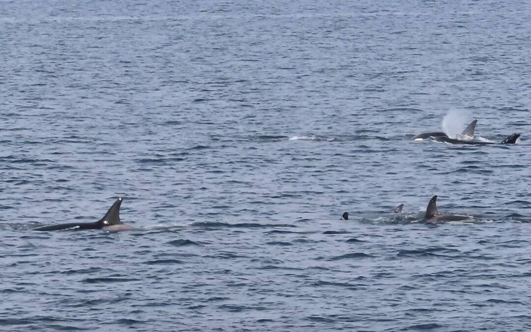 October Bigg’s Orca Superpod, plus Lunge-feeding Humpbacks