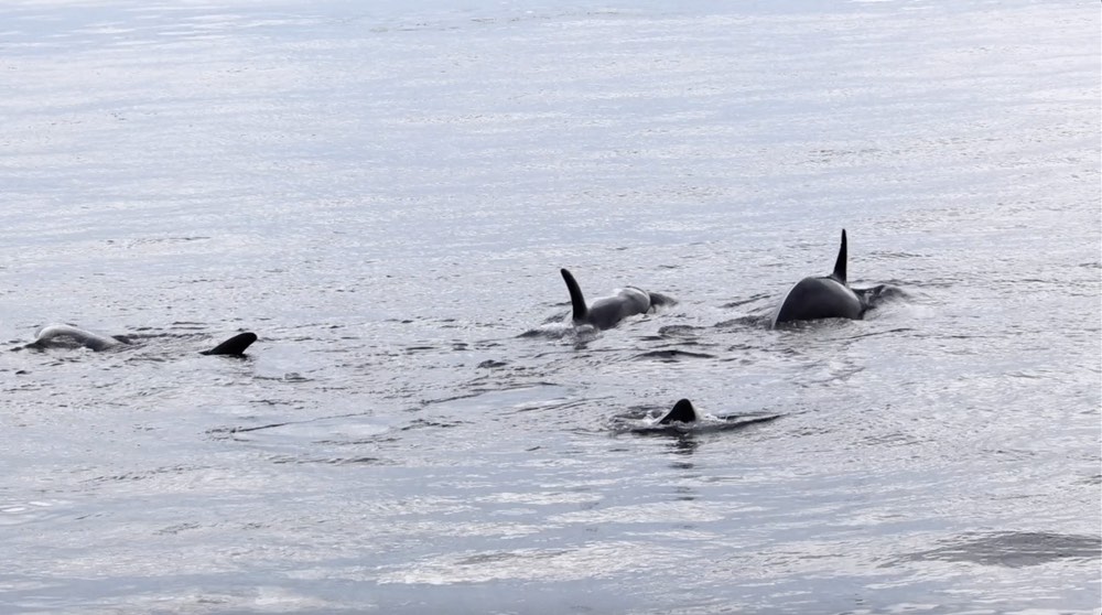 T36 and T99 Bigg’s Orcas with Vocalizations