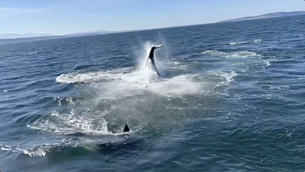 T99 Bigg’s Orca Seal Hunt